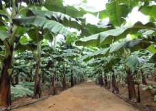 广西金穗集团香蕉种植基地