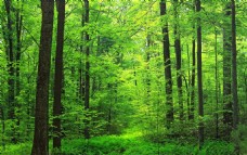 绿树绿色树林风景
