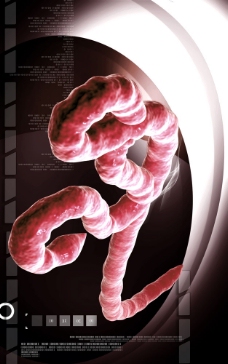 人体模型人体肠道模型图片