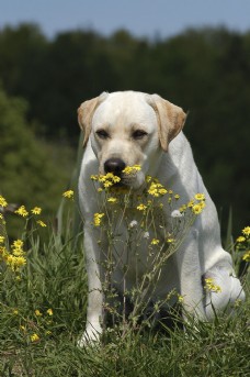 宠物狗问这花香的狗狗图片