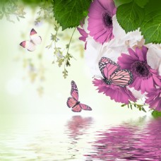 树木蝴蝶和花朵图片
