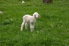 爱上草地上的小羊