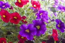 鲜花摄影紫色花朵与红色花朵图片