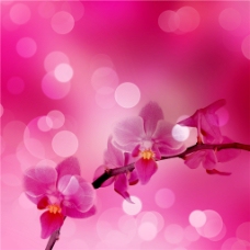 唯美粉色兰花吊顶图案