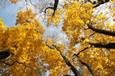 树木树叶金灿灿的黄叶树木图片