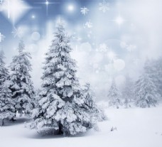 雪山高大耸立的树木冬景图片