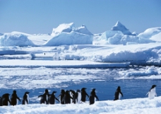 冰天雪地上的企鹅图片