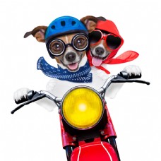 宠物狗骑摩托的小狗情侣图片