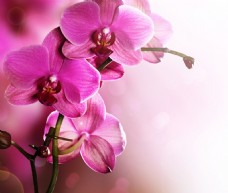 鲜花摄影紫色蝴蝶兰图片
