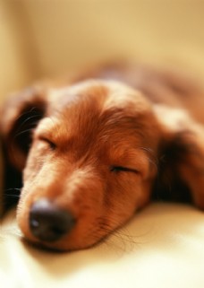宠物狗睡着的狗狗头部特写图片