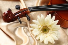 小提琴与花朵特写图片