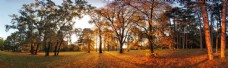 秋天景色美丽秋天树林景色图片
