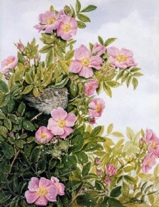 鲜花花朵油画背景图片