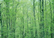 树林图片 森林树木图片026图片