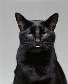 威武的黑猫图片
