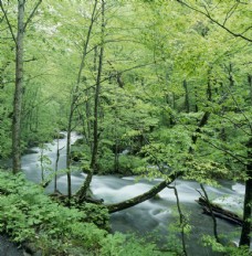 树木青山绿水河流景色图片