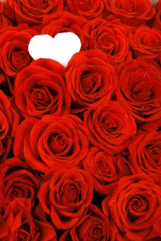红玫瑰与桃心标签图片