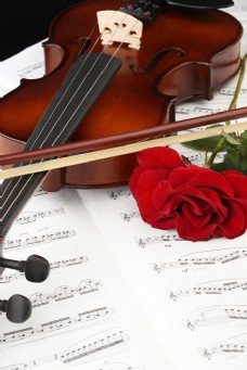红色玫瑰花与小提琴图片