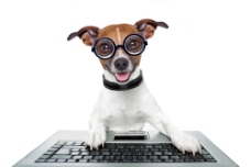 宠物狗玩电脑的小狗图片