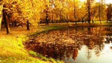 秋天景色美丽的秋天树木景色图片