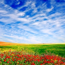 spring蓝天草地红花风景图片图片
