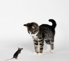 猫和老鼠图片