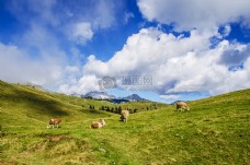 农村，丘陵，动物，草地，牛，放牧，牲畜