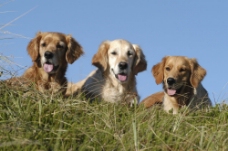 草坡上的三只狗图片