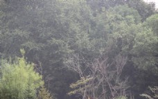 吉林省和龙千年红豆杉景区