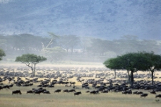 非洲动物非洲野生动物牛群图片图片