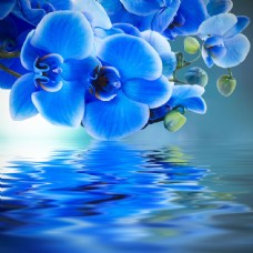 树木蓝色花朵与倒影图片