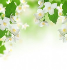 树木白色花朵图片