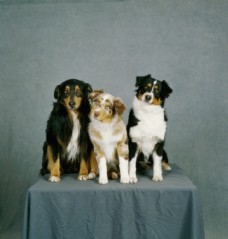 宠物医院可爱的三只小狗摄影图片