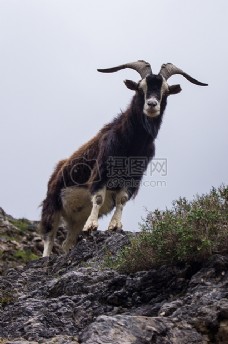 山羊角图片免费下载 山羊角设计素材大全 山羊角模板下载 山羊角图库 图行天下素材网