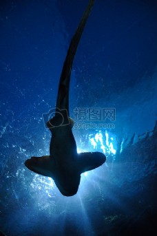 深海鱼深海里巨大的鲨鱼