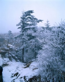 景观水景雪山树木景色图片