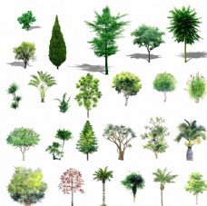 园林树木