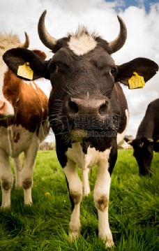 动物特写动物农村农业农场特写镜头查看牛养殖小牛牧场公共领域图像