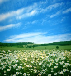 蓝天白云草地美丽野菊花摄影图片