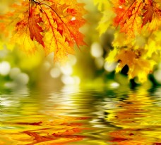 树木水中倒影枫叶图片