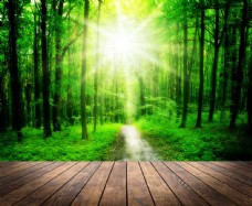 绿树绿色树林和木地板图片