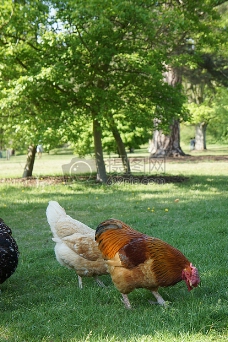 动物食品鸡母鸡家禽农场鸟动物农业食品牲畜自然公鸡