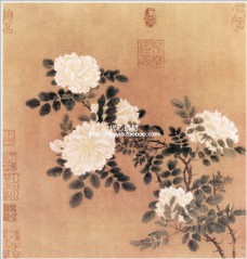 国画牡丹白色牡丹中国画图片