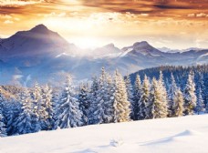 雪山阳光下的雪松摄影图片