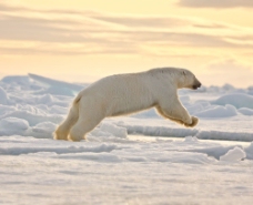 奔跑的北极熊图片