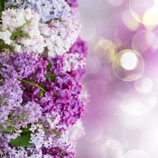 树木梦幻紫色花卉图片