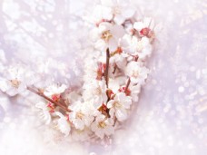 鲜花摄影梦幻光斑背景梨花图片