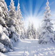 冬天雪景冬天的雪景图片