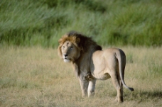 非洲野生动物狮子图片