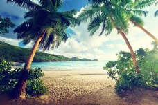 大自然椰树沙滩风景图片